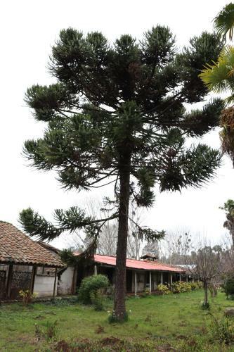 Apartamento Turismo Rural Lo Vilches