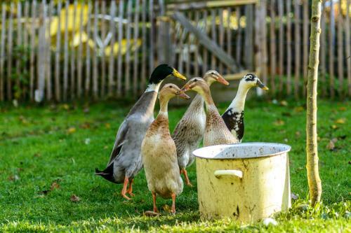 Anna's Siedlungsh�usle