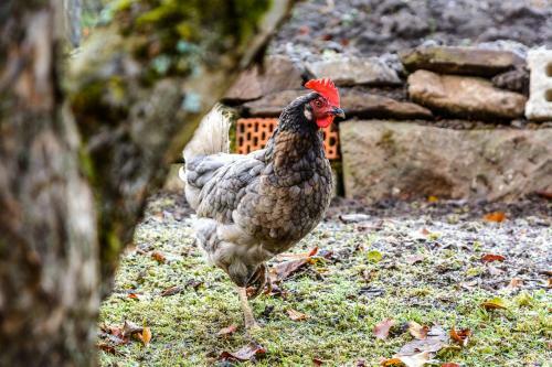 Anna's Siedlungsh�usle