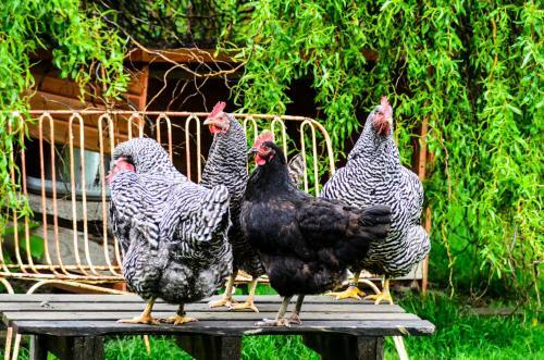 Anna's Siedlungsh�usle