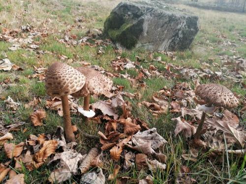 Apartamento Haus Auersburg