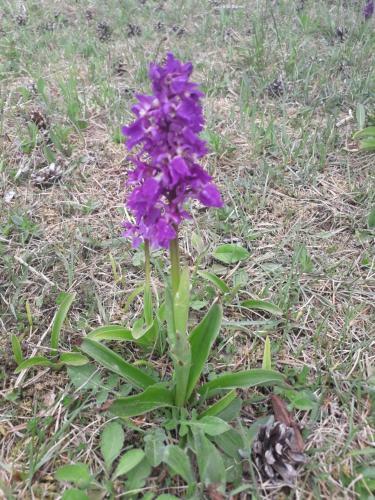 Apartamento Haus Auersburg