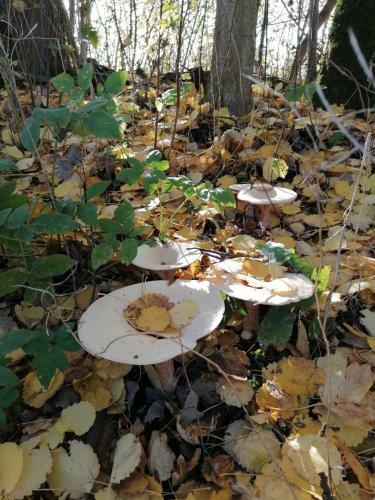 Apartamento Haus Auersburg