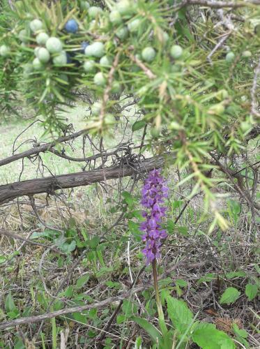 Apartamento Haus Auersburg