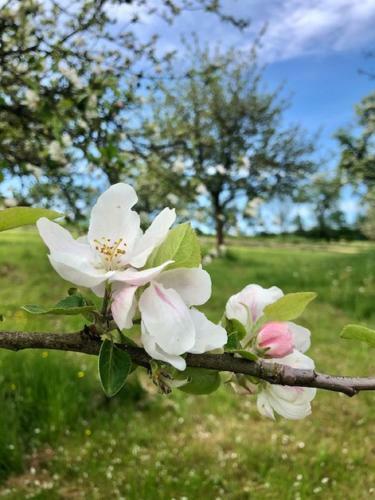 Rh�nzeit Apartements Und Zimmer