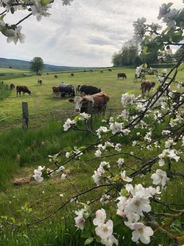 Rh�nzeit Apartements Und Zimmer