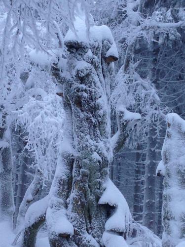 Apartamento Ferienwohnung Franziska