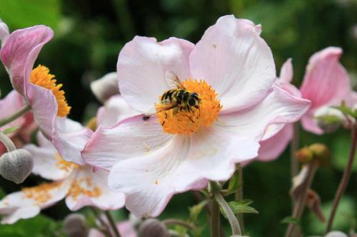 Apartamento Haus M�ller Adelheid