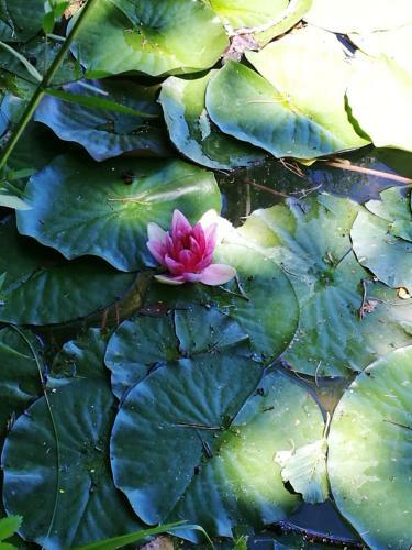 Apartamento Ferienwohnung Kiefer