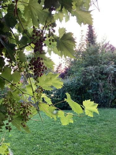 Apartamento Fewo Hegauhaus Alkapa