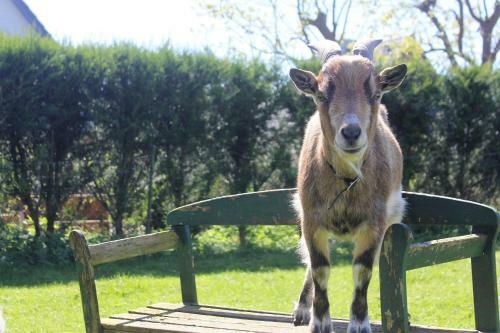 Apartamento Ferienwohnung Nr 6