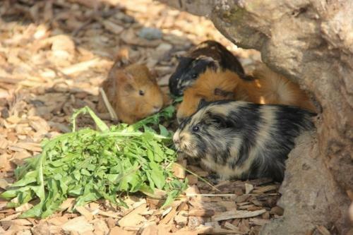 Apartamento Ferienwohnung Nr 4