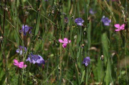 Ferienhaus Matz, Feldberg, Hochschwarzwald