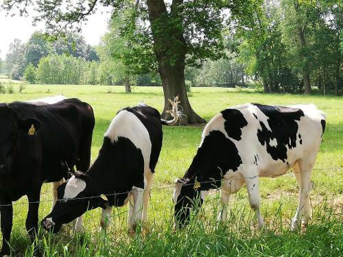 Apartamento Alte Pastorei