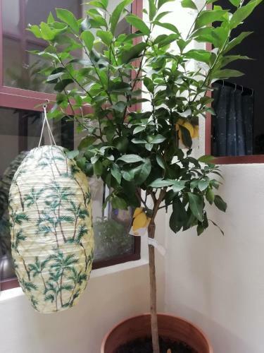 Apartamento Salento Nard� Casa Dell'airone