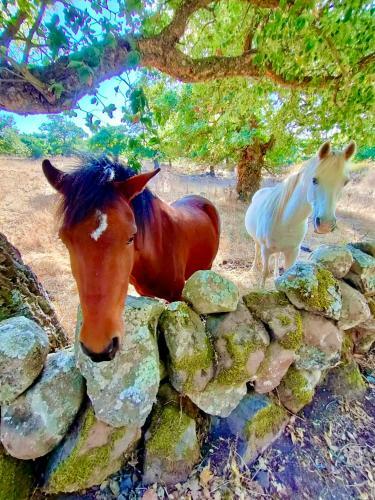 Nuraghe Ruiu Eco-camping Village