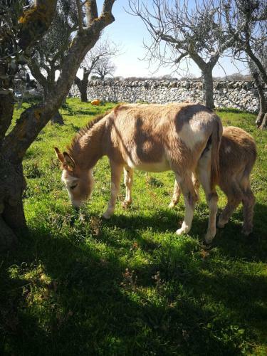 Agroturismo Masseria La Gatta Matta