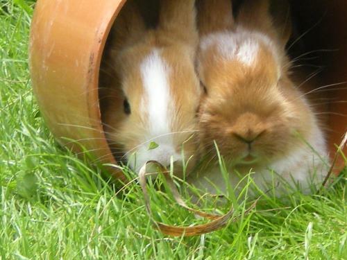 Holiday Apartments Costanzi