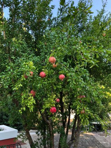 Agroturismo Antica Masseria