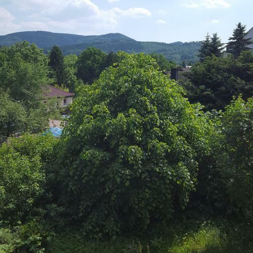 Apartamento Wolfshagen