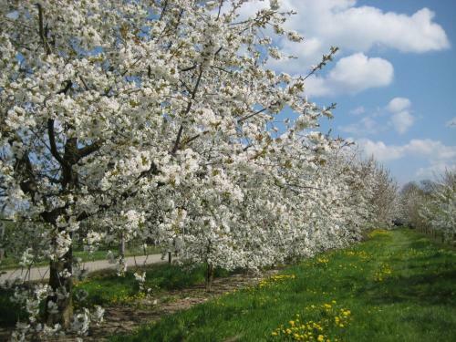 Apartamento Ferienwohnung Ernst-strobl
