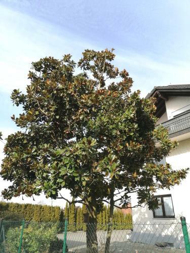 Apartamento Ferienwohnung Magnolie In Langenargen