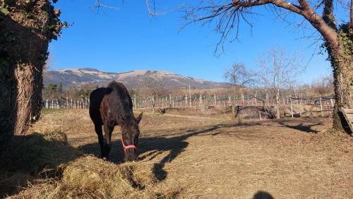 La Caneveta Al Piave