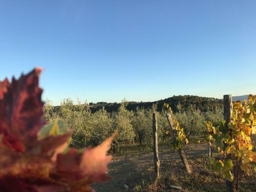 Apartamento Ginestra
