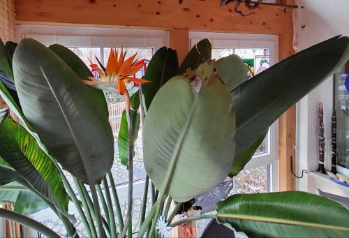 Bed & Breakfast B & B G�stehaus Schmidt