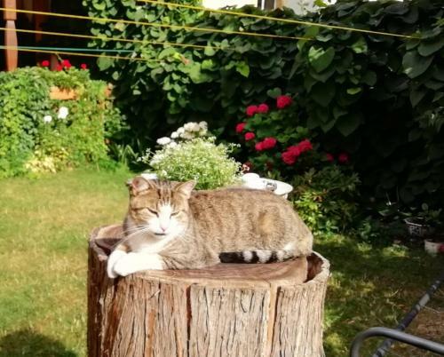 Apartamento Ferienhof Schw�be