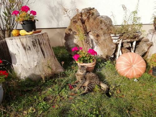 Apartamento Ferienhof Schw�be