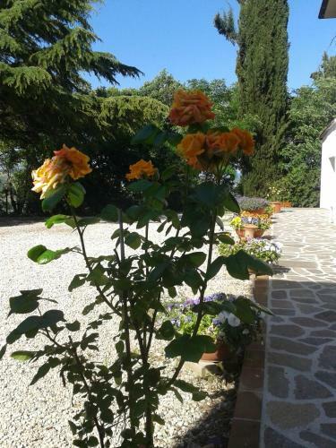 Agroturismo Agriturismo Santa Chiara