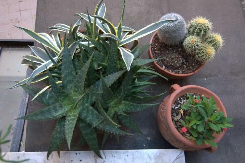 Apartamento Appartamento Della Dama