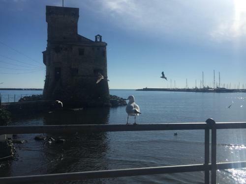 Spacious Luxury Apartment In Rapallo Center