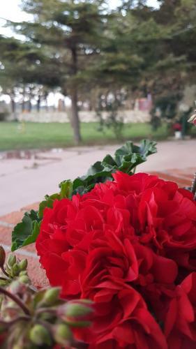 Hostal La Dimora Di Nonno Nuccio