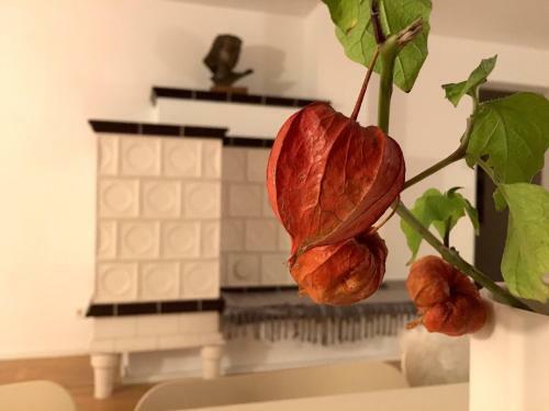 Apartamento Zuhause Mit Berg-und Bodenseesicht