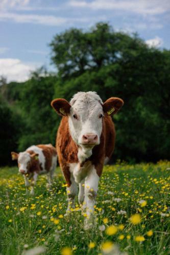 Apartamento Hofgut Breitenbach