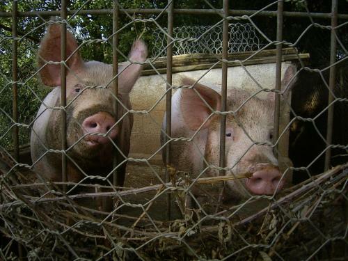 Agroturismo Agriturismo Le Serre