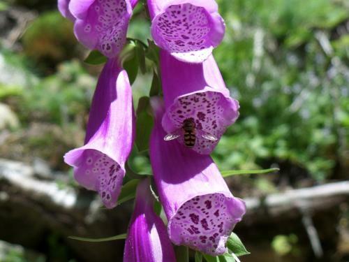 Hotel Gasthof Sch�pf