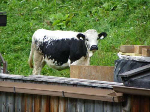 Hotel Gasthof Sch�pf