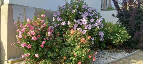 Apartamento Ferienwohnung Moritzburg Mit Pool