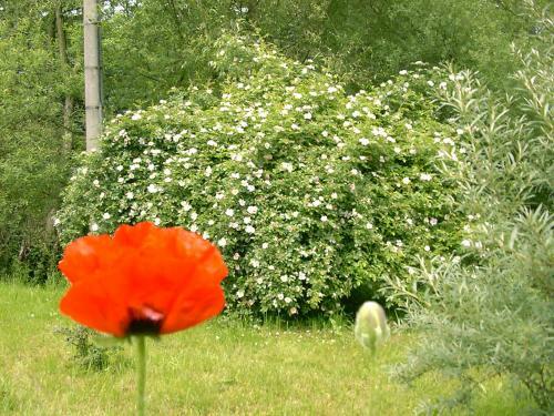 Apartamento Ferienwohnung "zur Wilke"