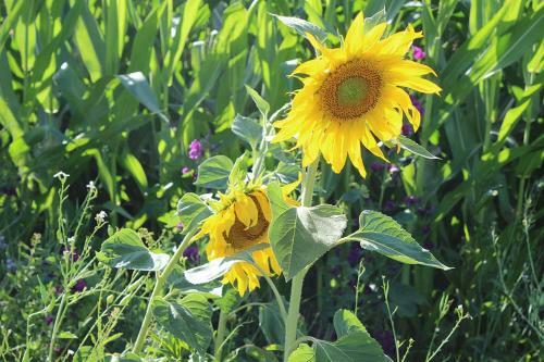 Apartamento Appartement-stetten