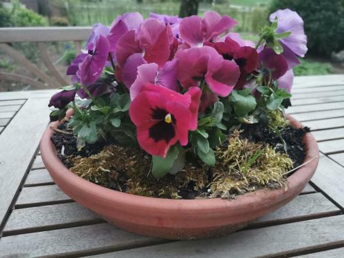 Apartamento Lavendelmond Ferien