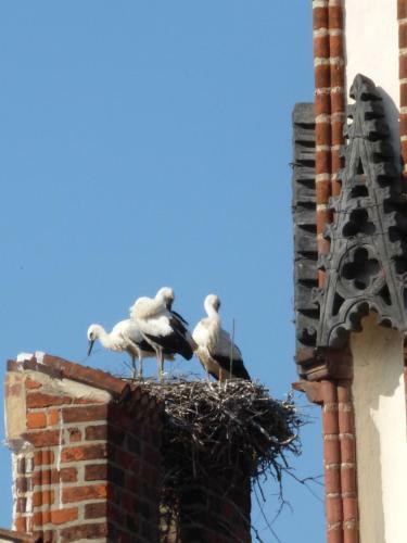 Hostal Pension & Ferienwohnung Zum Schmuckgiebel