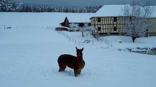 Apartamento Ferienhof "zum Waldblick"