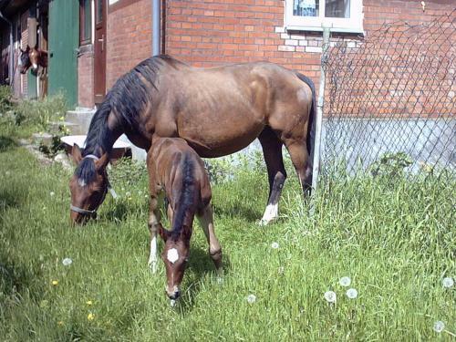 Apartamento Ferienwohnung Heidehof Bunge