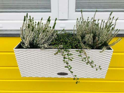 Tinyhaus L�wenzahn