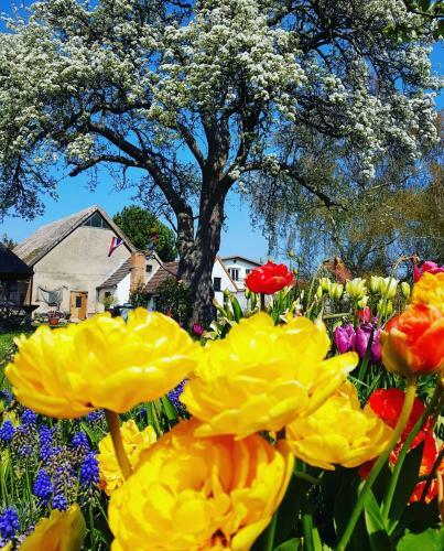 Hering Fewo I Apartment Terrace