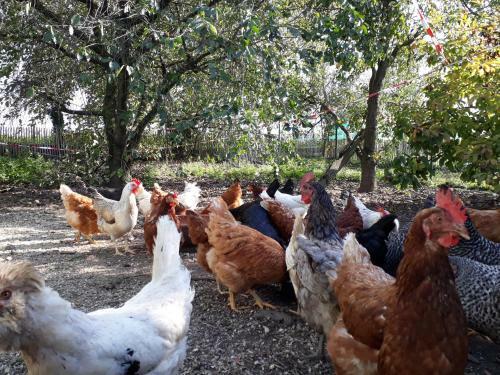 Bed & Breakfast Bingers Kleine Scheune